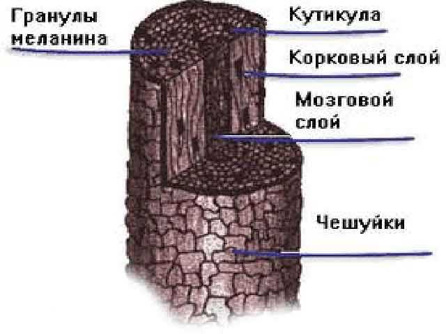 Локон под микроскопом