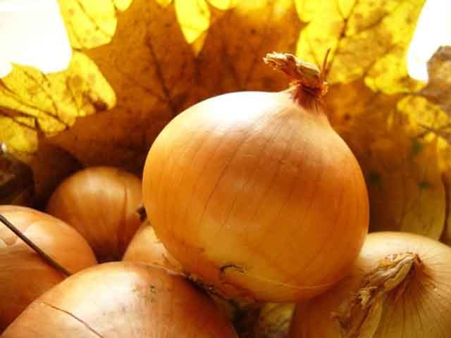 Репчатый овощ